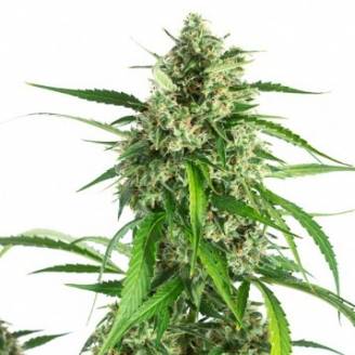 Купить семена марихуаны купить спб в оренбурге выращивали марихуану